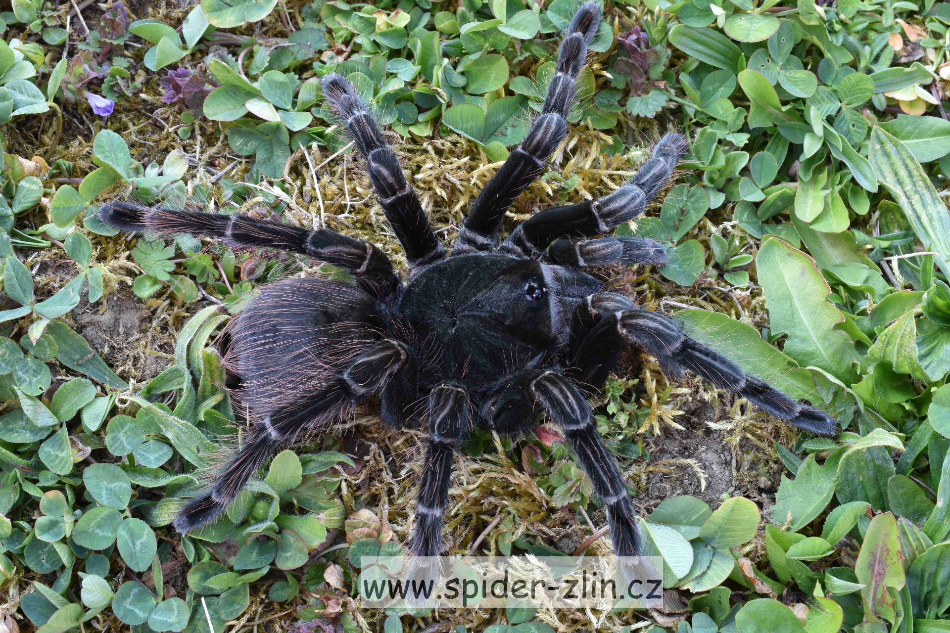 Pamphobeteus insignis